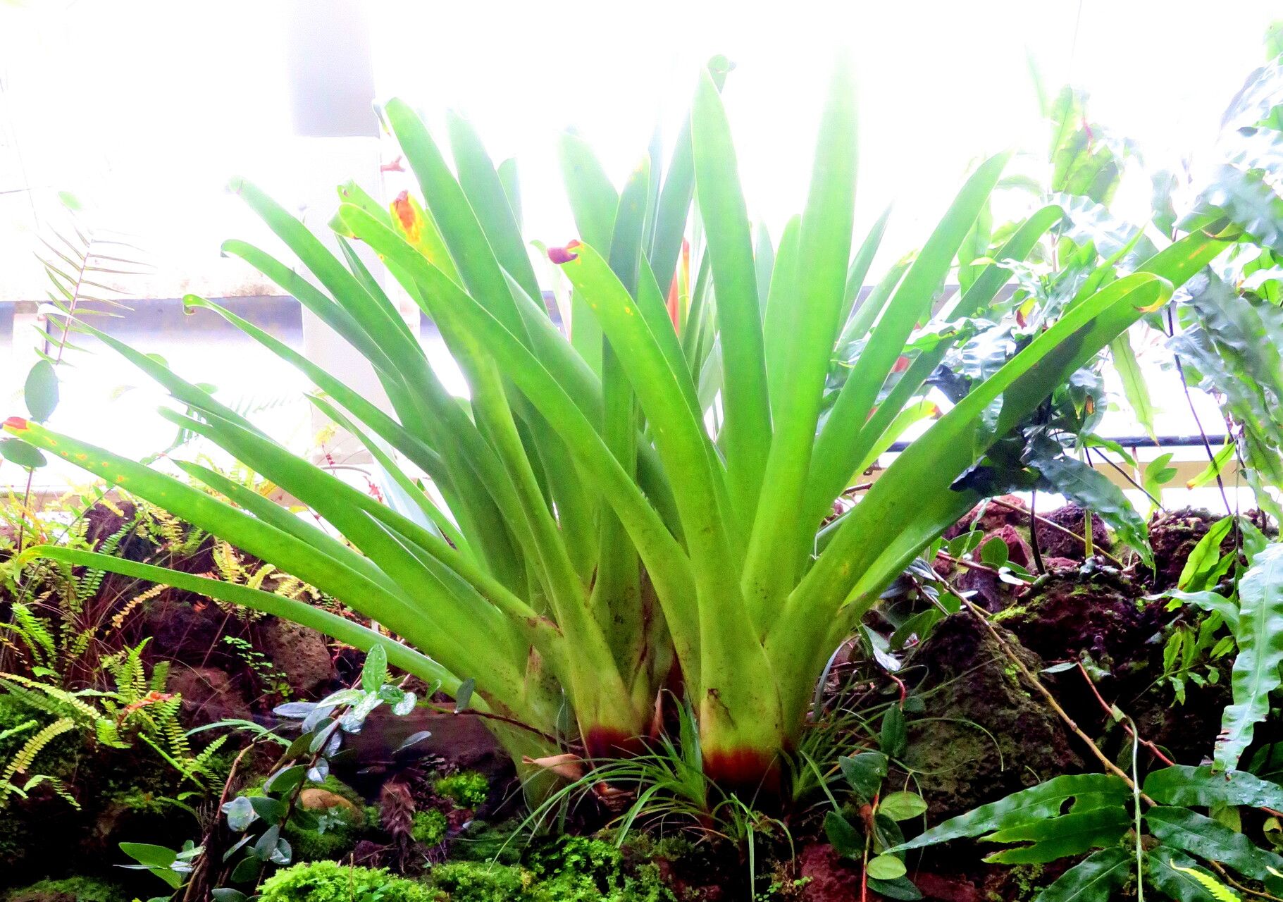 Alcantarea regina habit