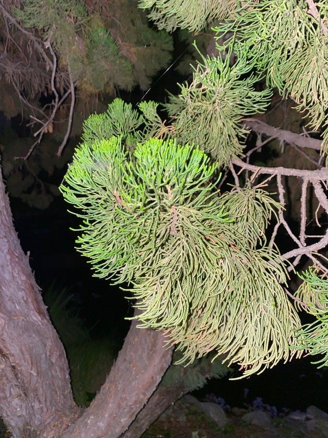 Gymnostoma chamaecyparis leaf