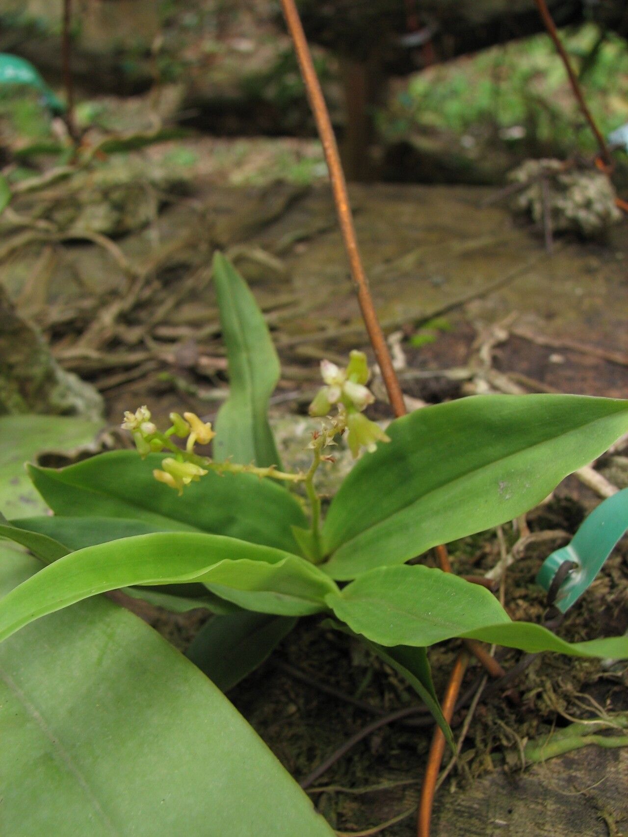 Polystachya ramulosa leaf
