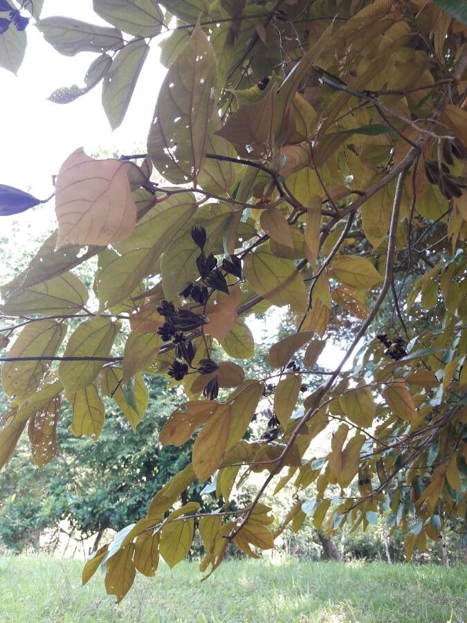 Luehea seemannii fruit