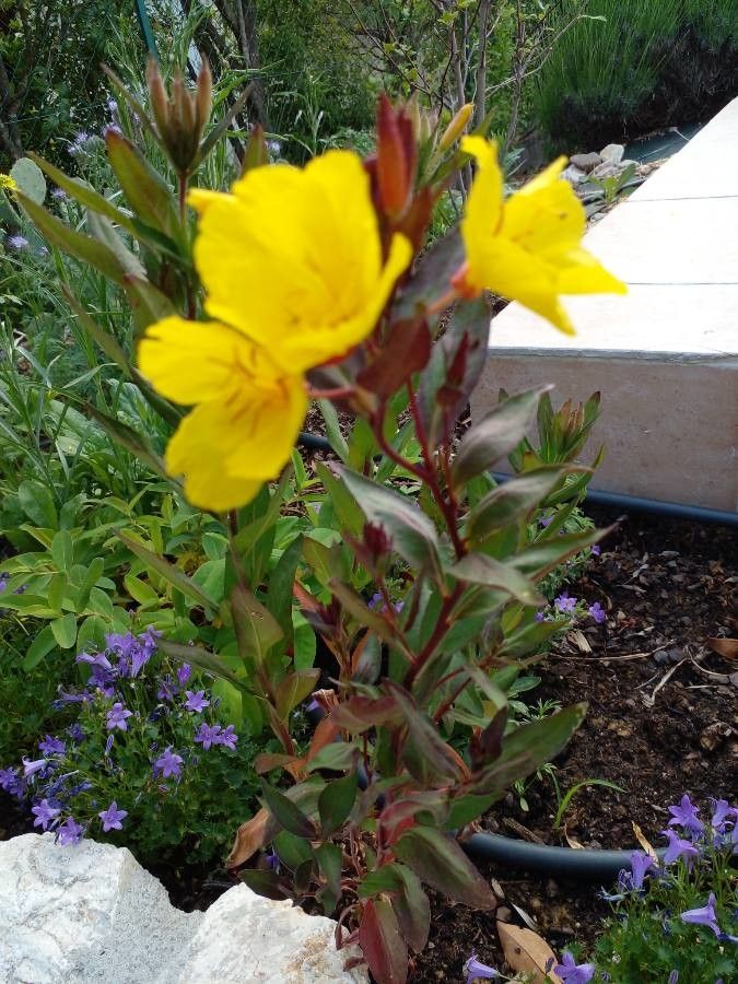 Oenothera tetragona flower