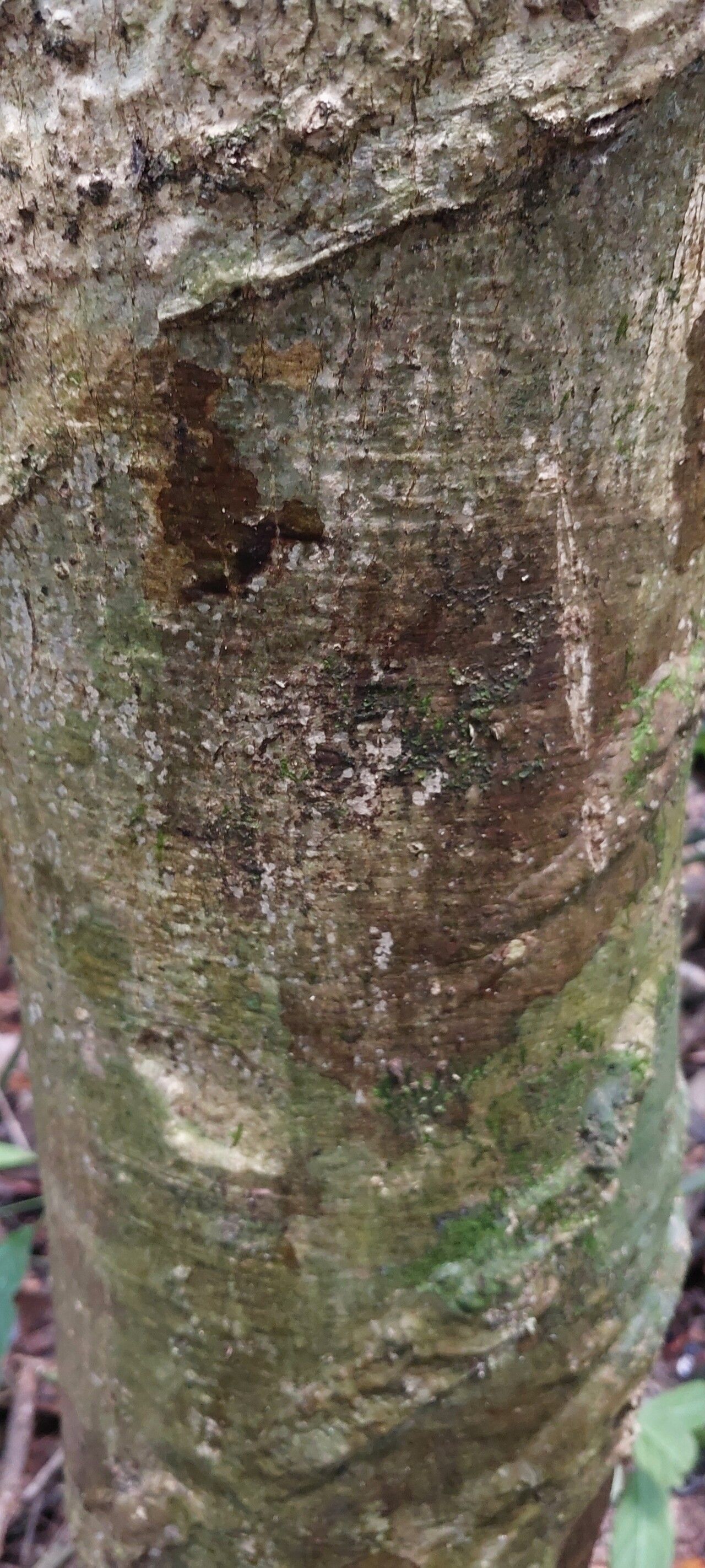 Cola altissima bark