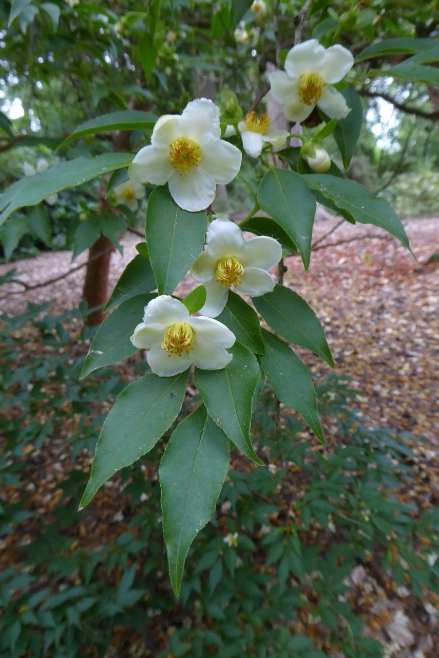 Stewartia monadelpha flower