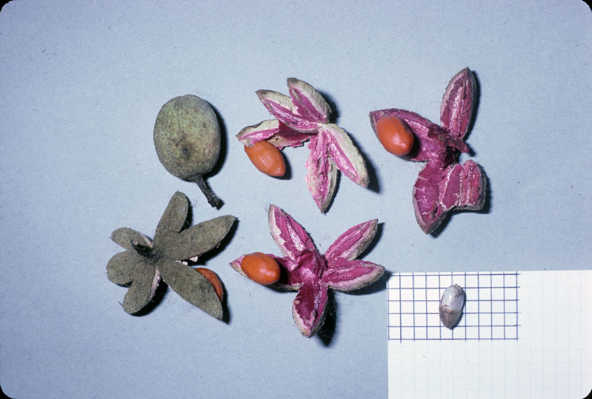 Sloanea granulosa fruit