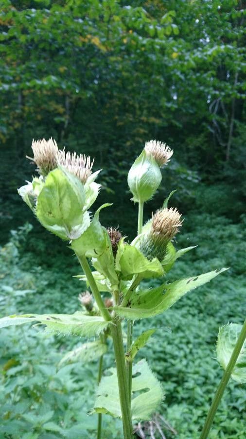 Cirsium oleraceum — search result for 'Cirsium'