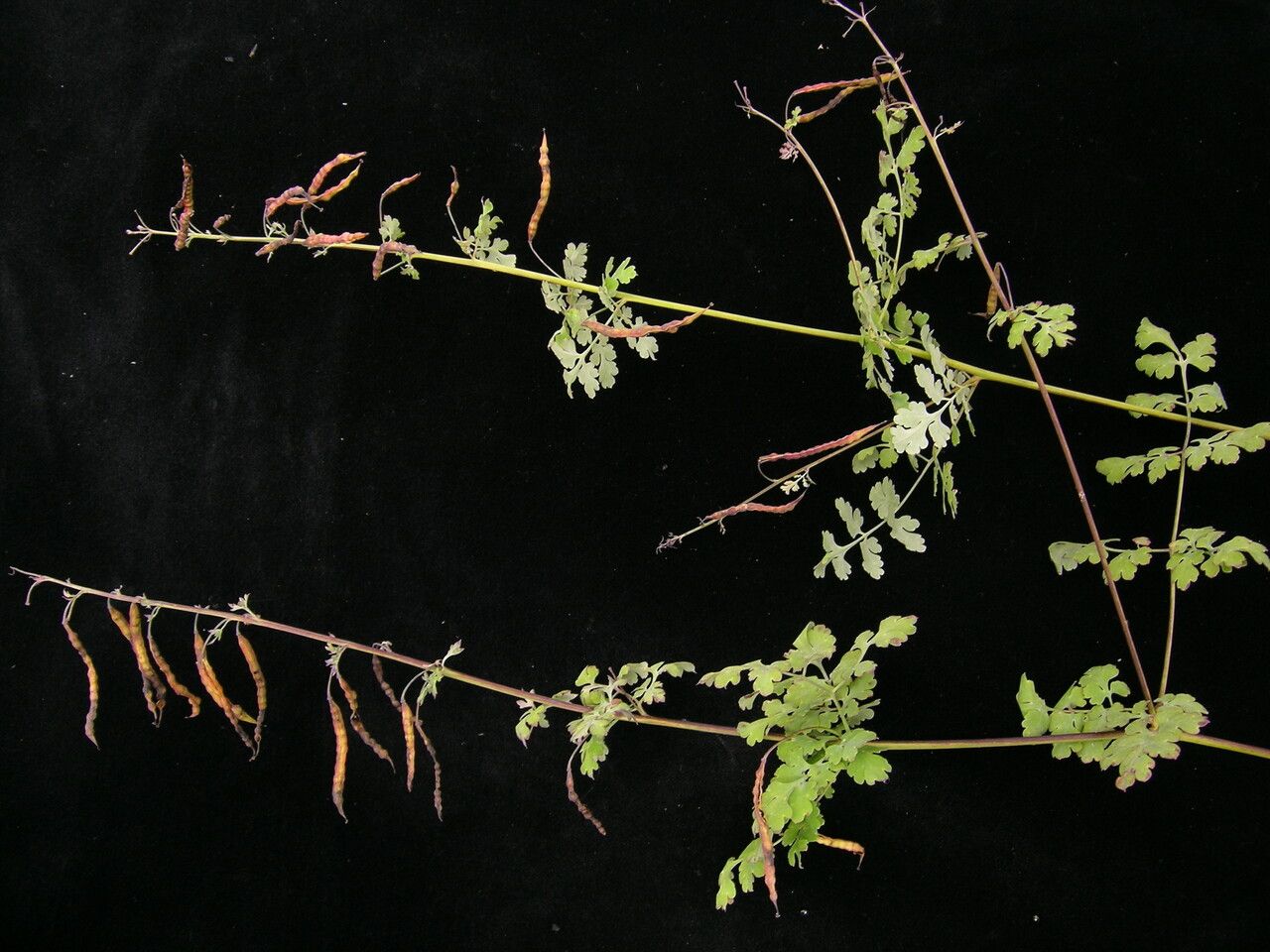 Corydalis flaccida habit