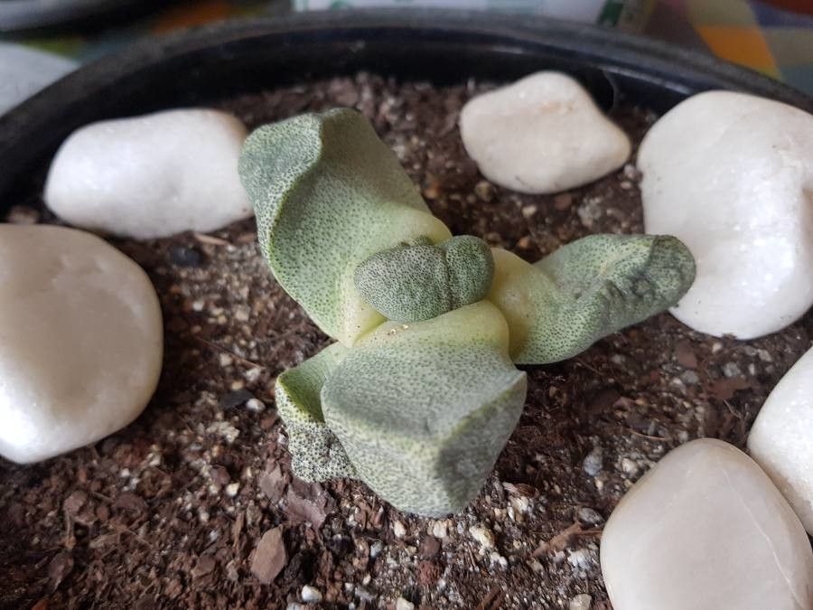 Pleiospilos bolusii leaf