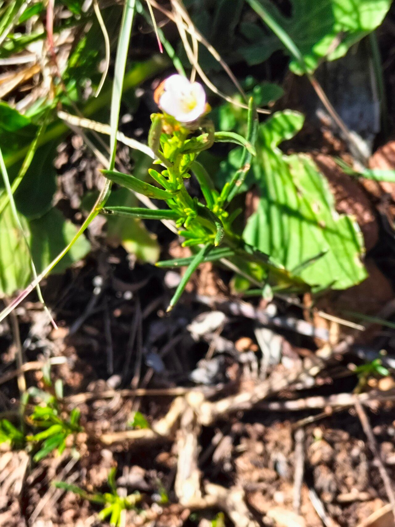 Heliophila scoparia habit