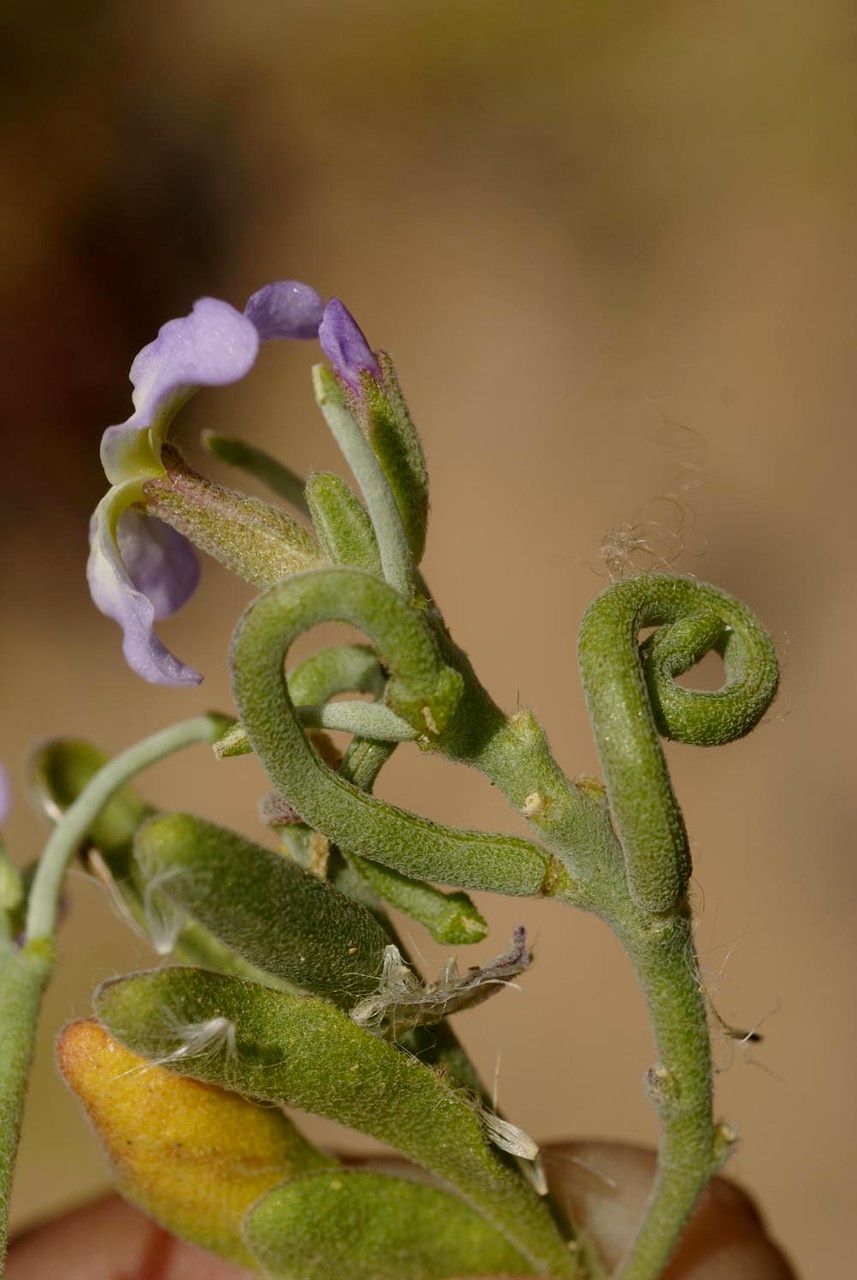 Matthiola bolleana fruit