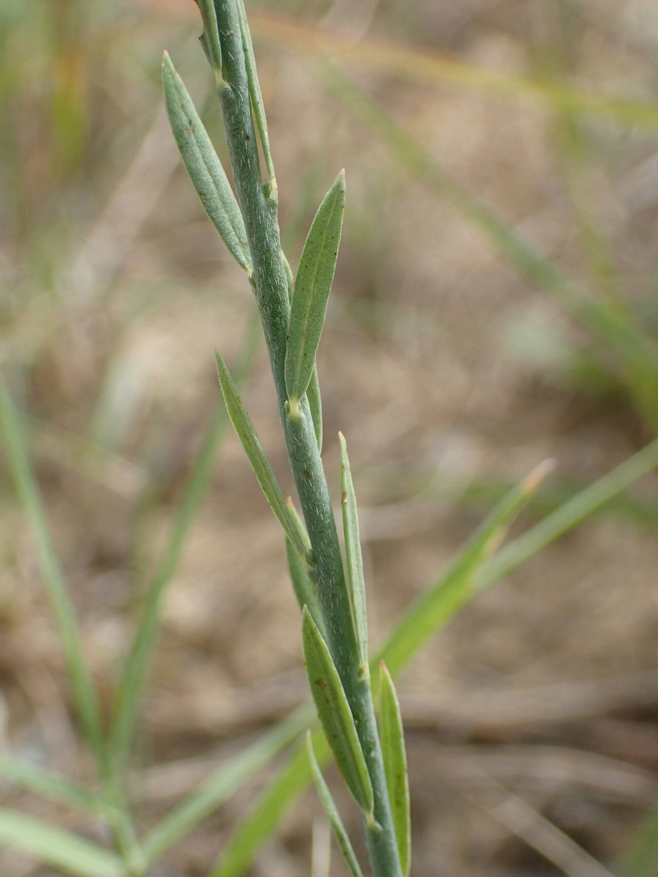 Thymelaea gussonei — houseplant care guide