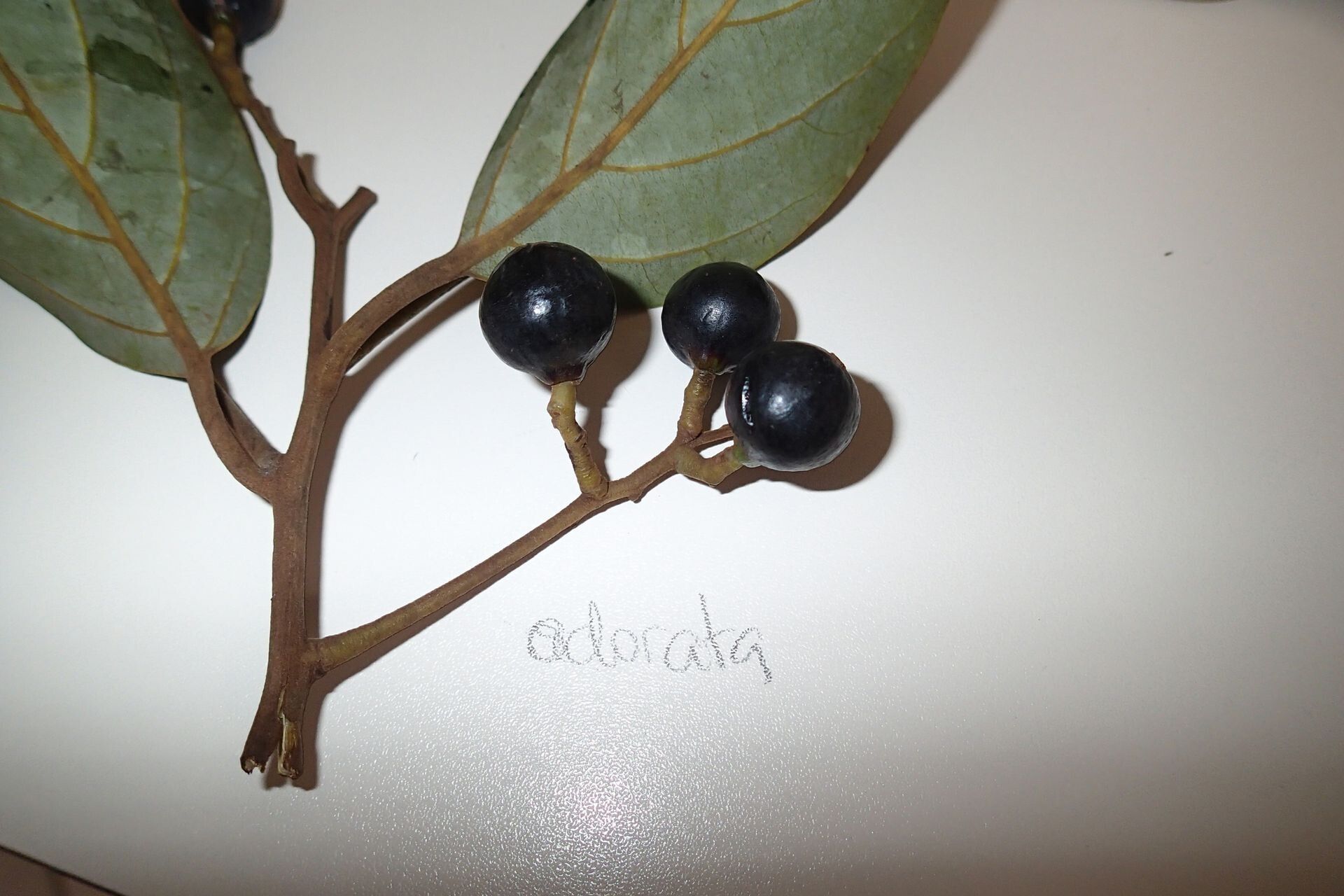 Cryptocarya odorata — houseplant care guide