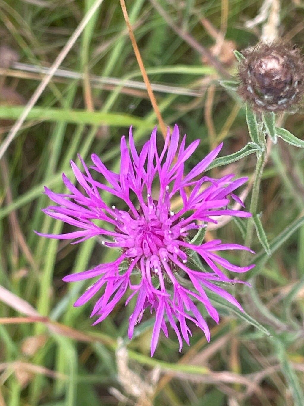 Centaurea debeauxii flower