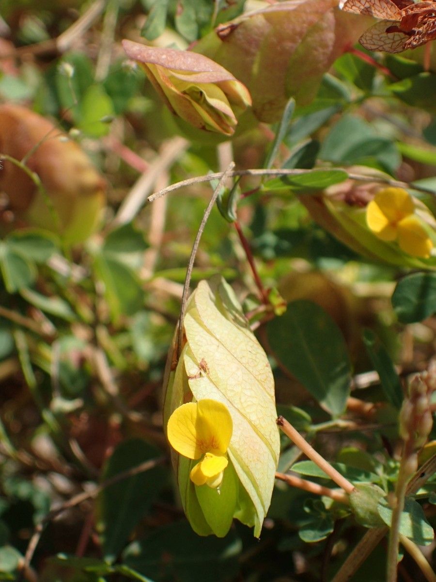 Bryaspis lupulina flower