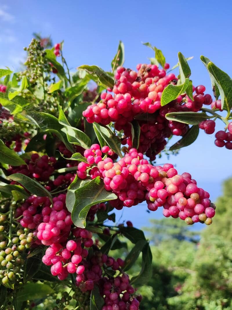 Bosea yervamora fruit