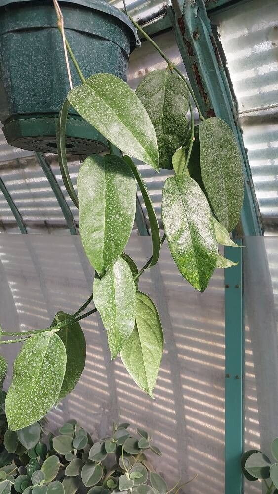 Hoya lobbii — search result for 'Hoya'