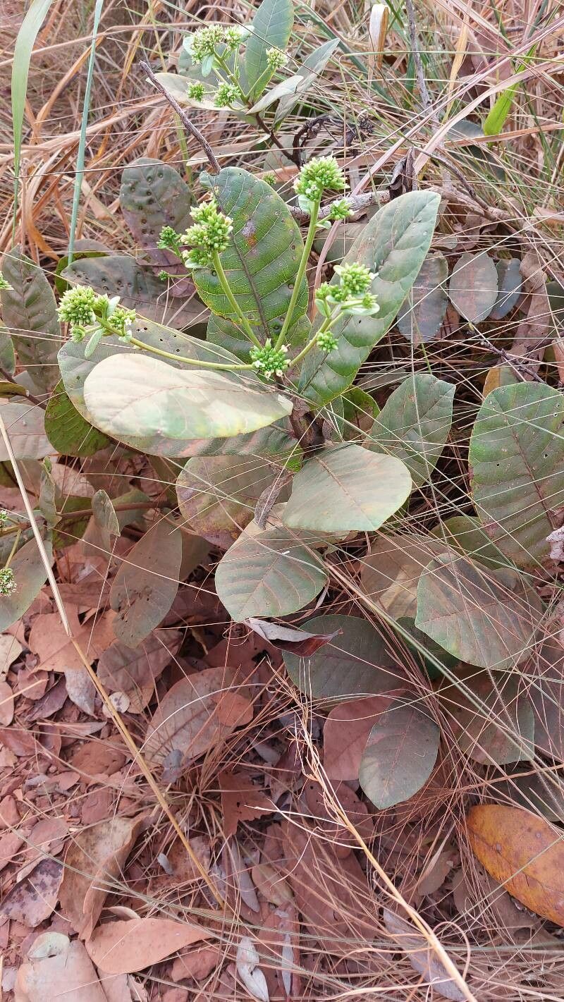 Anacardium humile — related species from the same genus