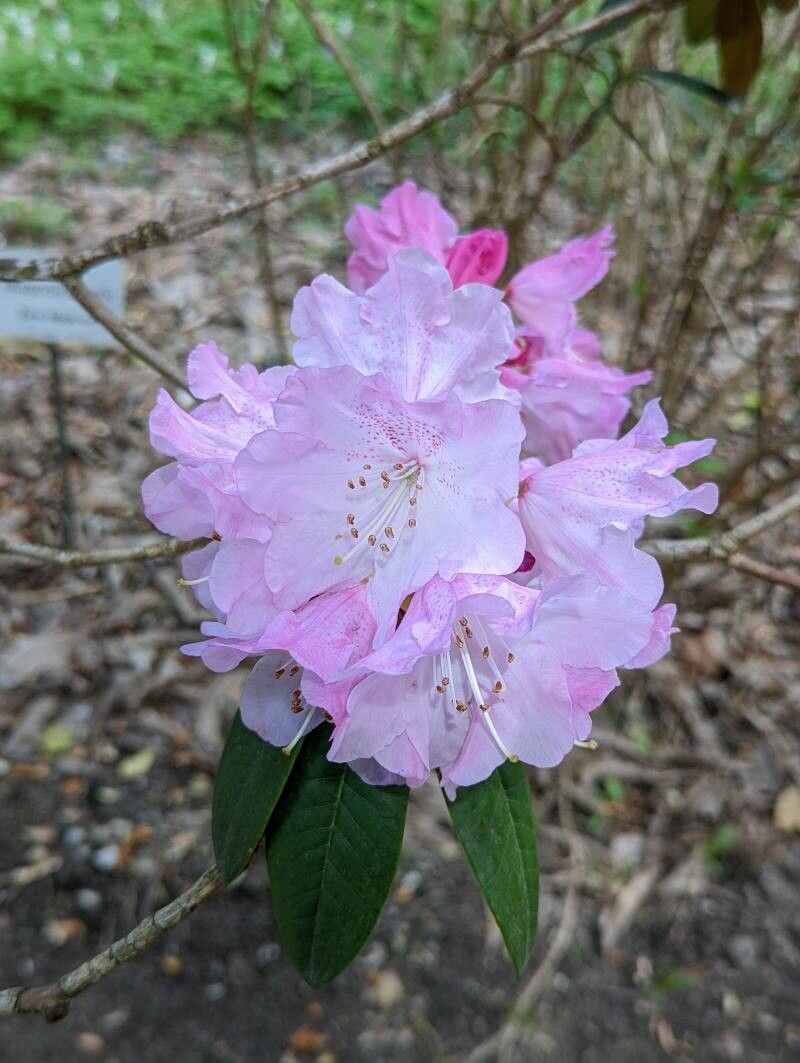 Rhododendron adenogynum flower