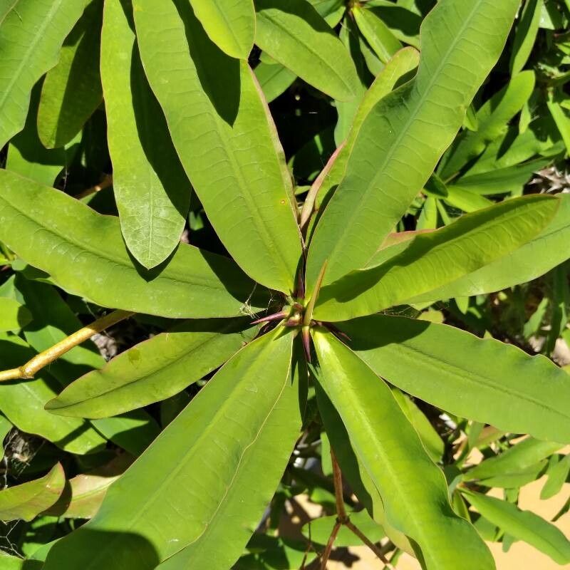 Euphorbia hispida leaf