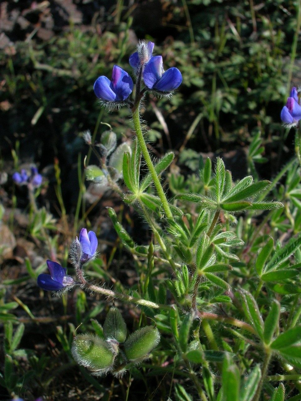 Lupinus pachylobus — search result for 'Lupinus'