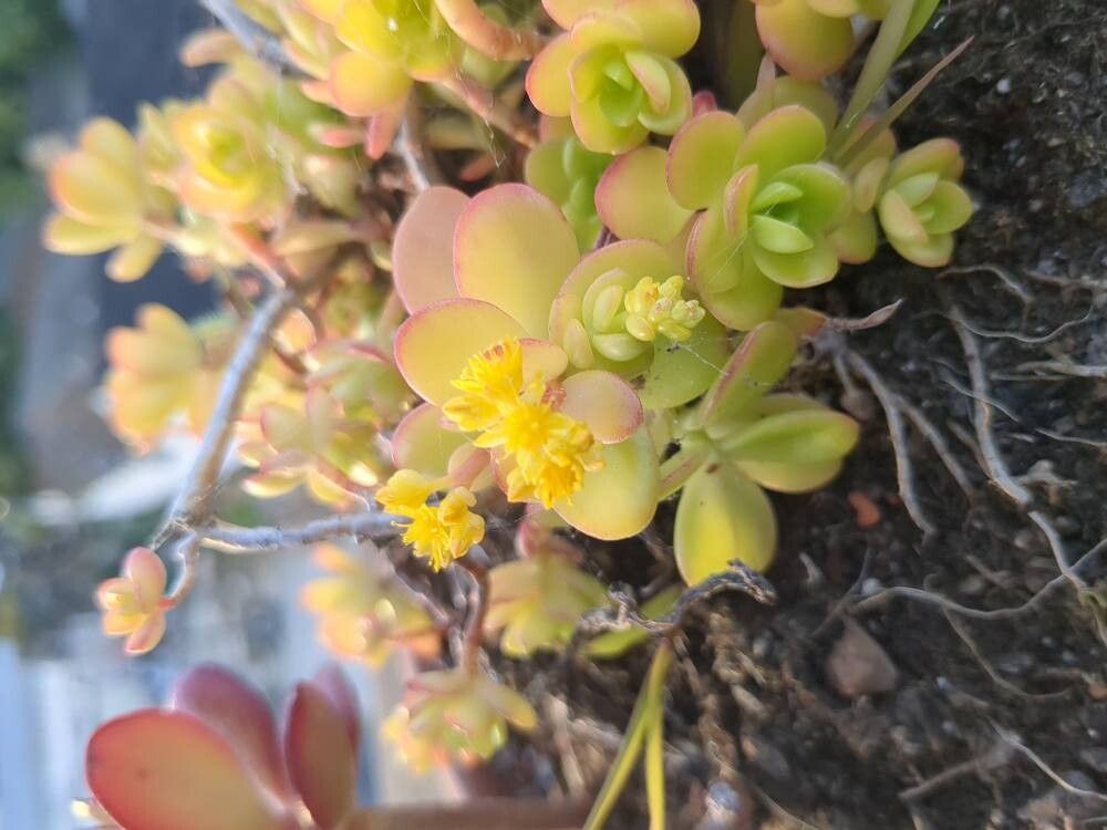 Sedum kimnachii flower