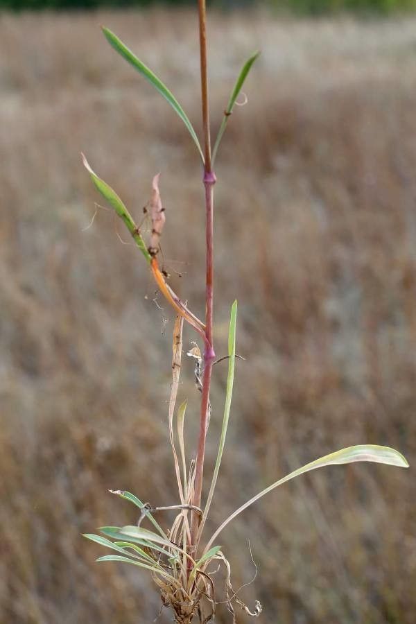 Silene bupleuroides — houseplant care guide