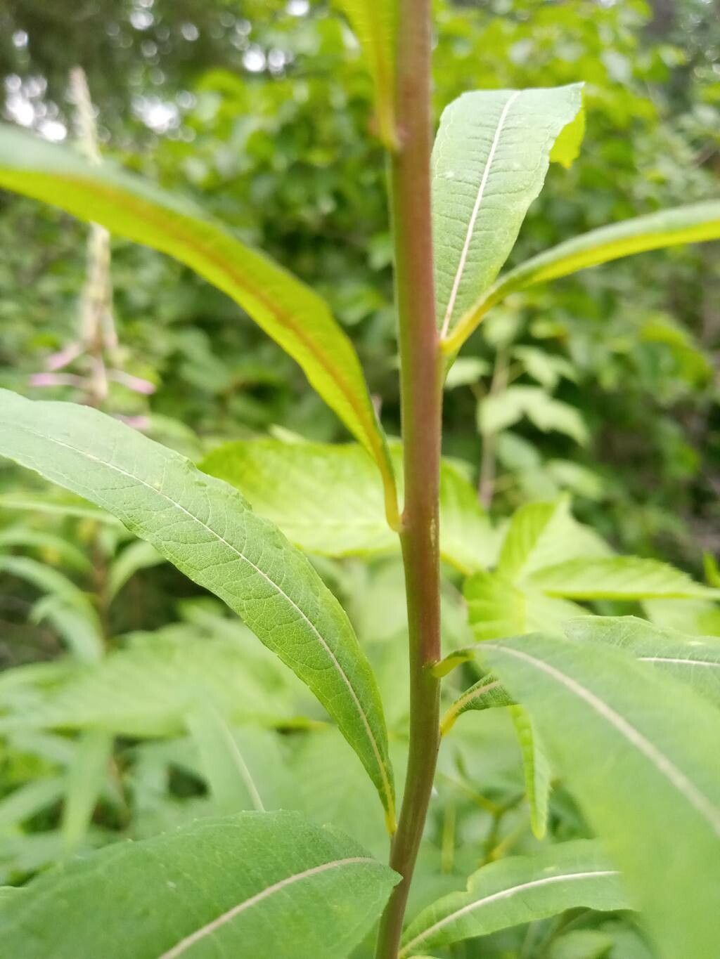 Chamerion angustifolium bark