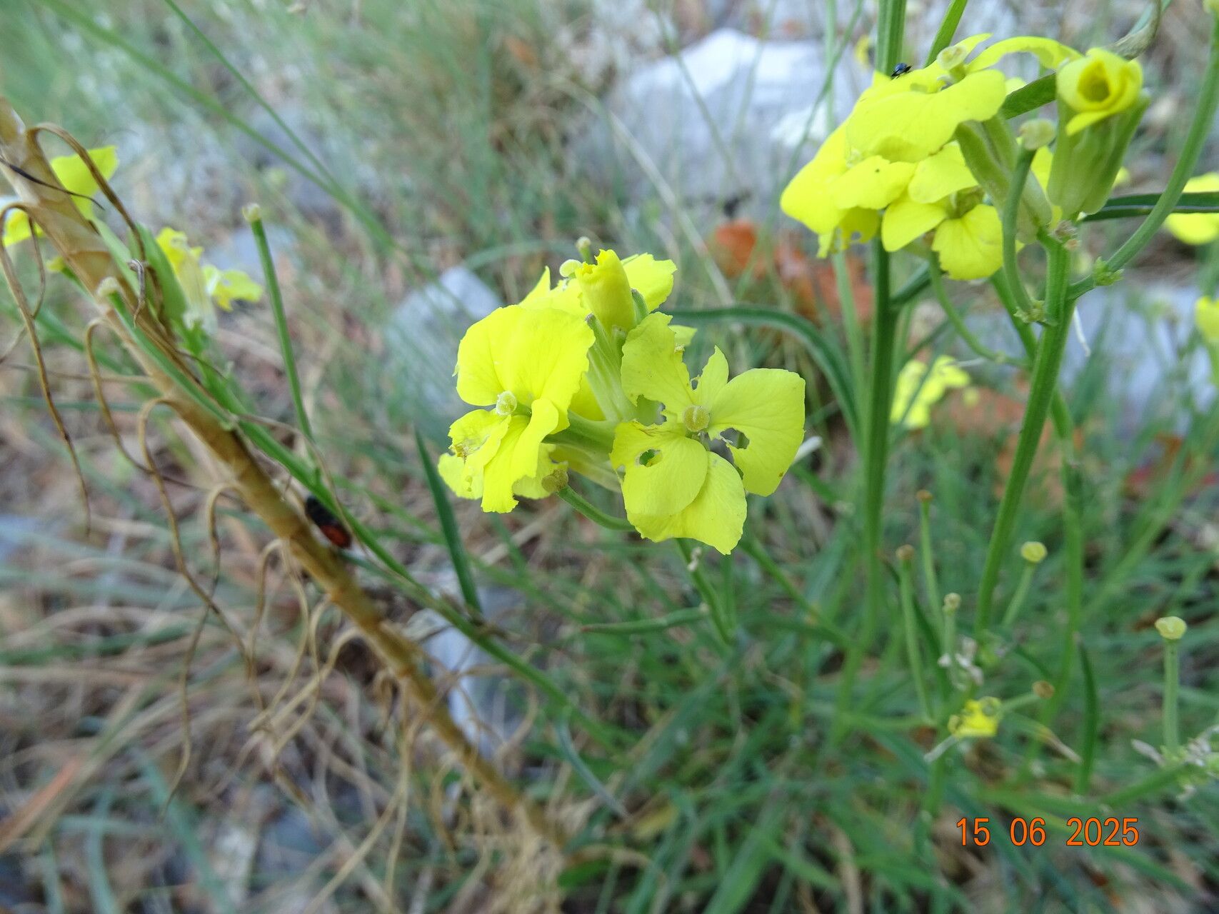 Erysimum apenninum flower