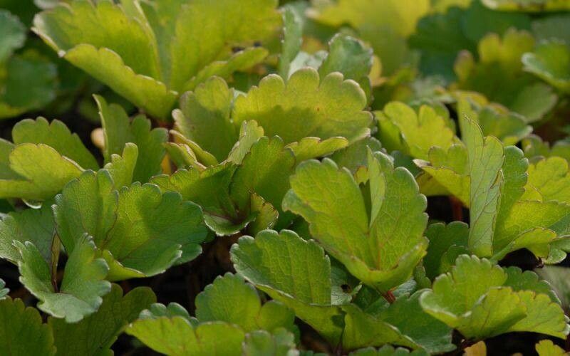 Ligusticum scothicum leaf