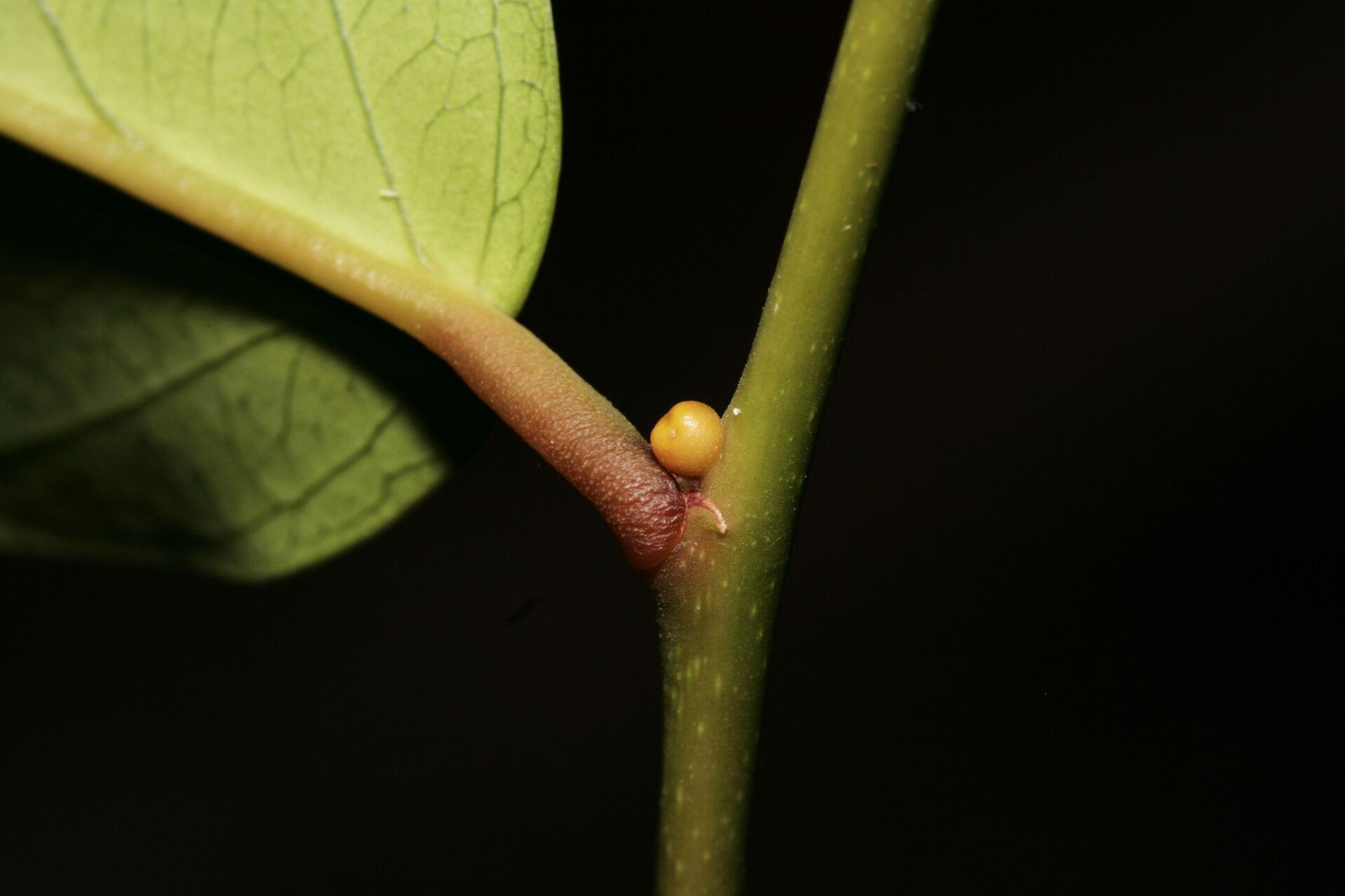 Morisonia polyantha other