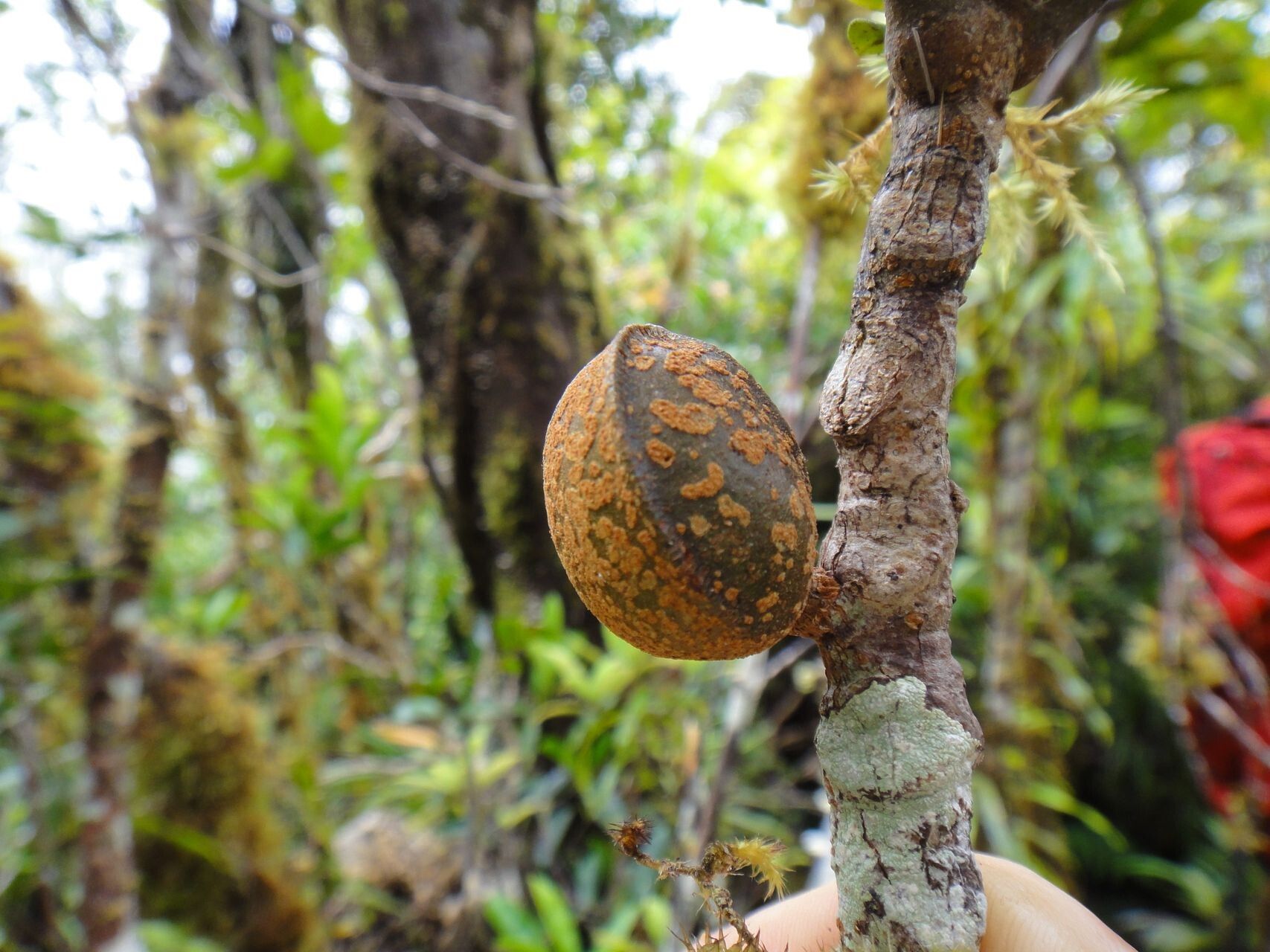 Didymocheton kouiriensis fruit