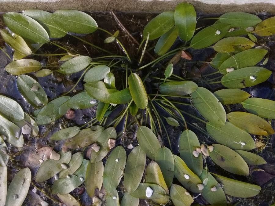 Luronium natans — search result for 'Norway'