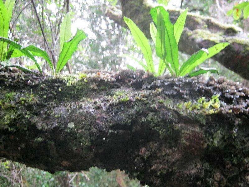 Lepisorus schraderi habit