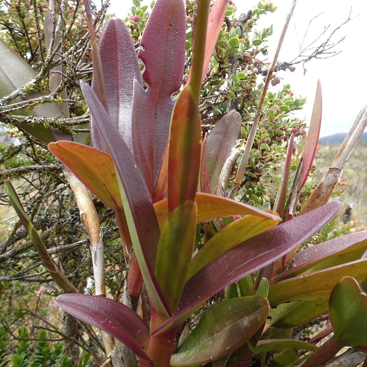 Epidendrum cylindraceum — search result for 'Epidendrum'