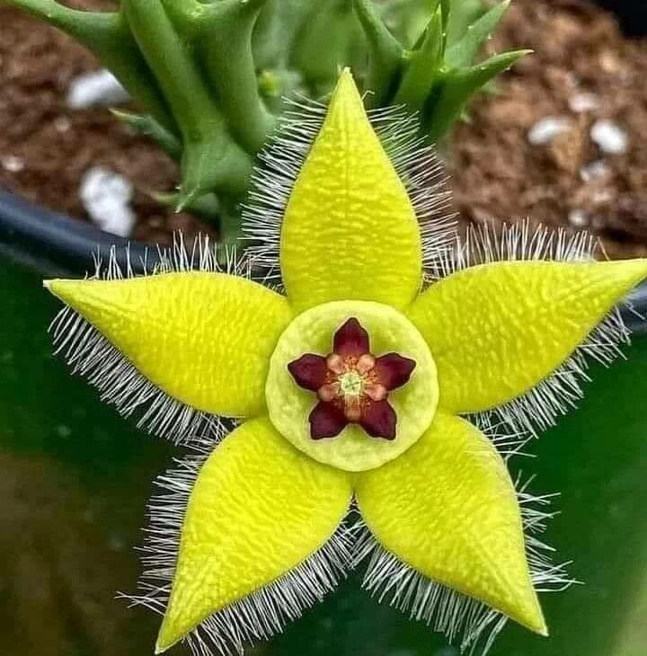 Orbea semota flower