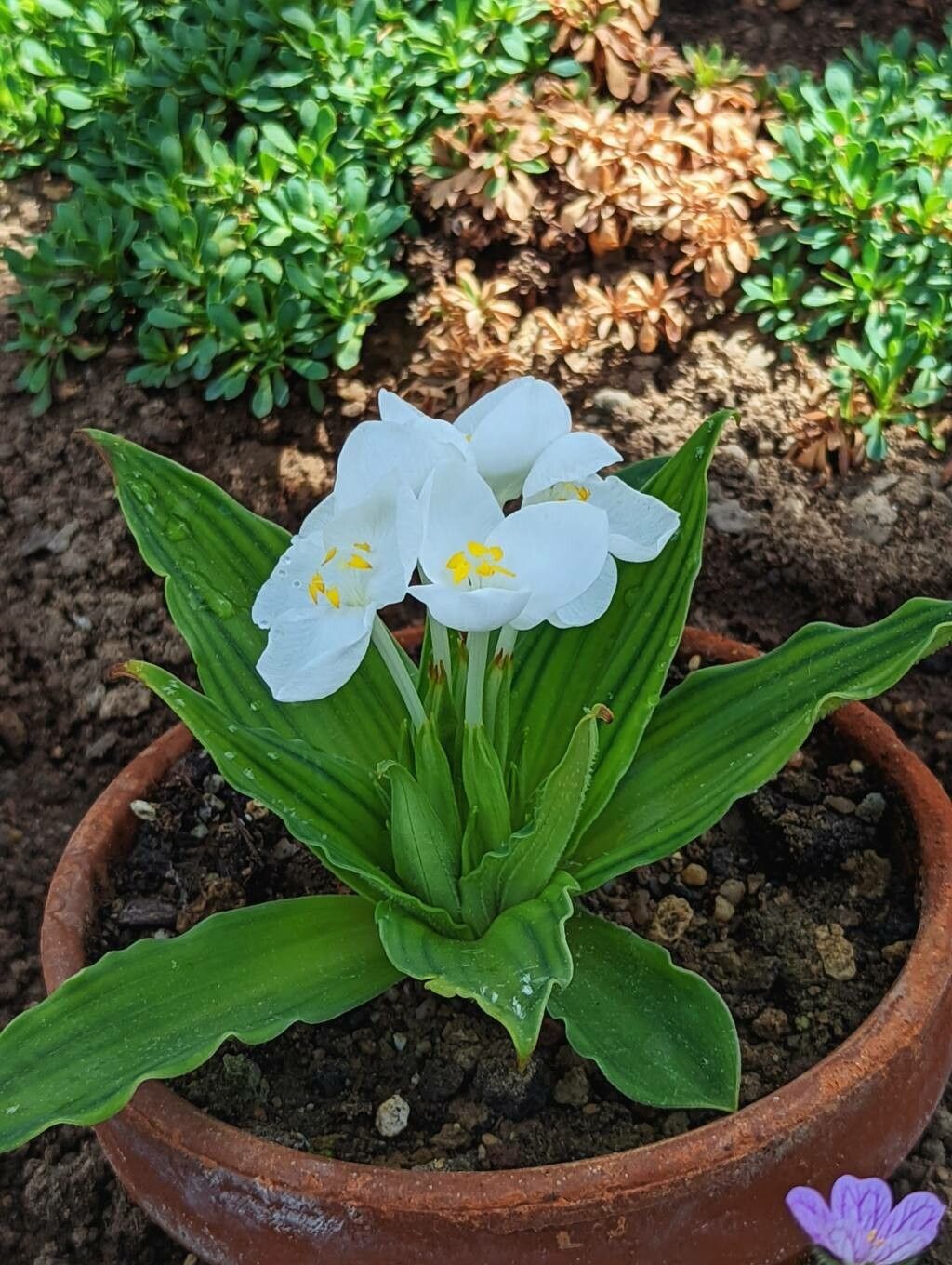 Weldenia candida flower
