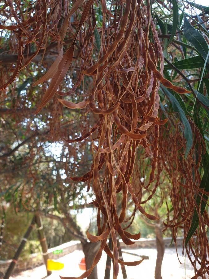 Acacia pycnantha fruit