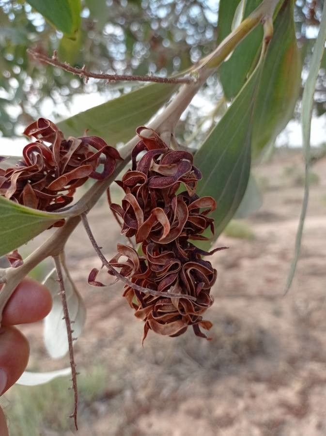 Acacia holosericea fruit