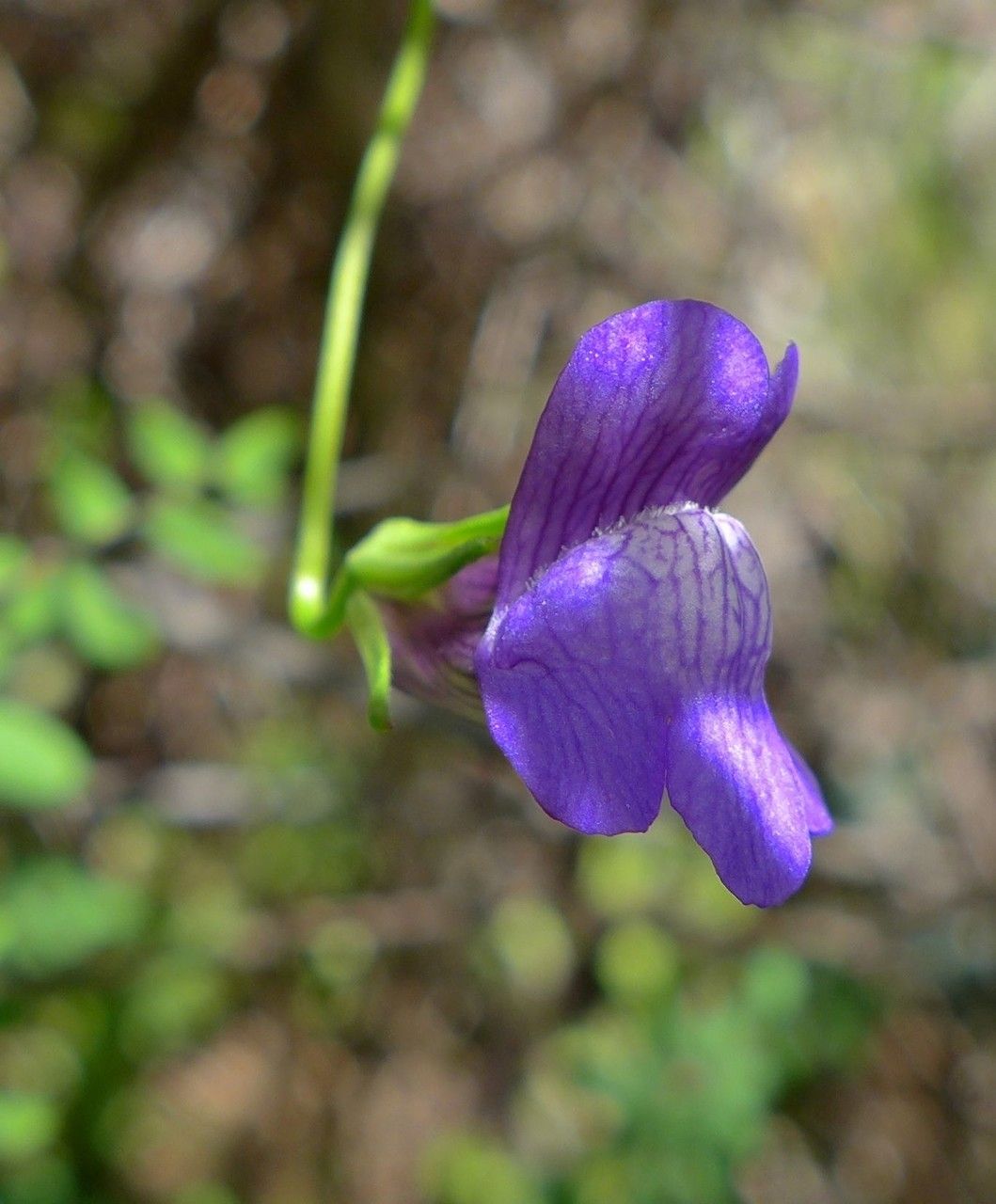 Neogaerrhinum strictum — search result for 'Antirrhinum'