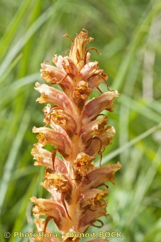 Orobanche bartlingii habit