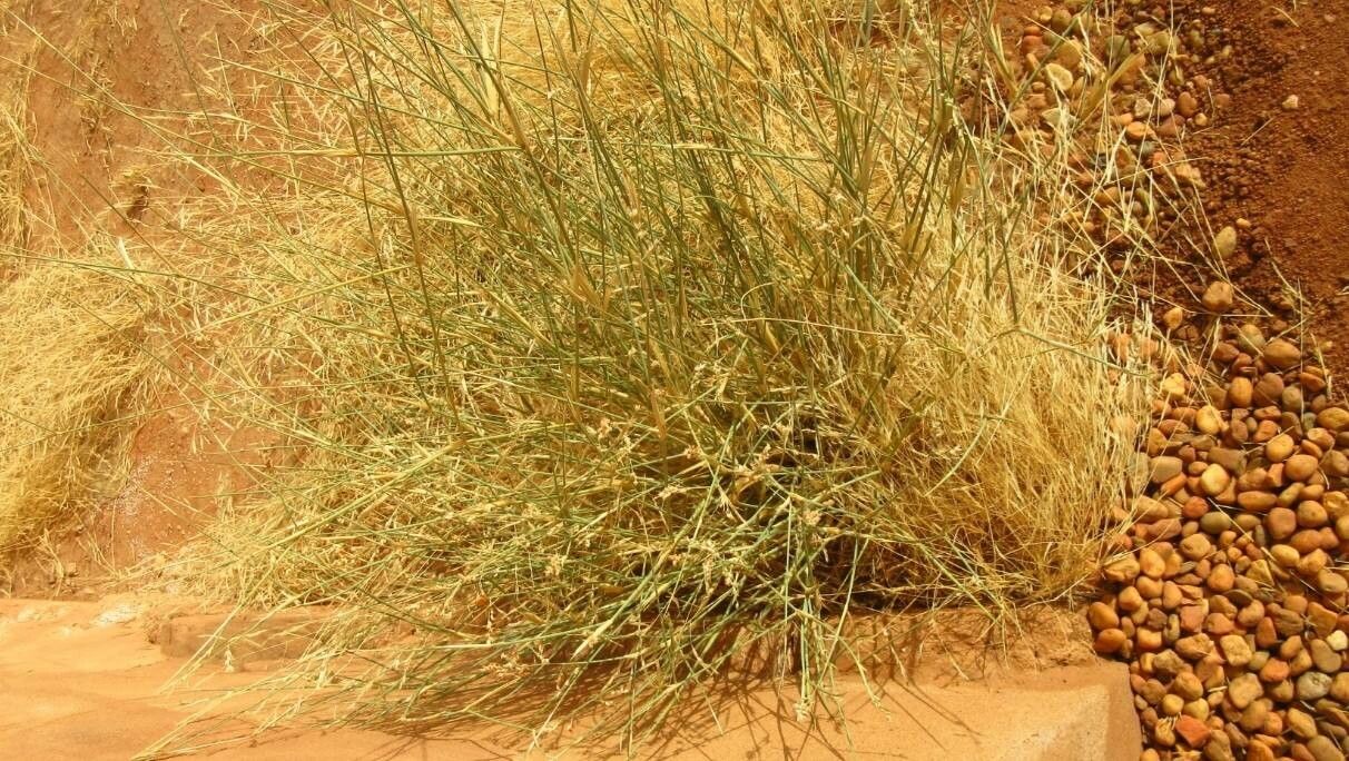 Panicum turgidum — houseplant care guide