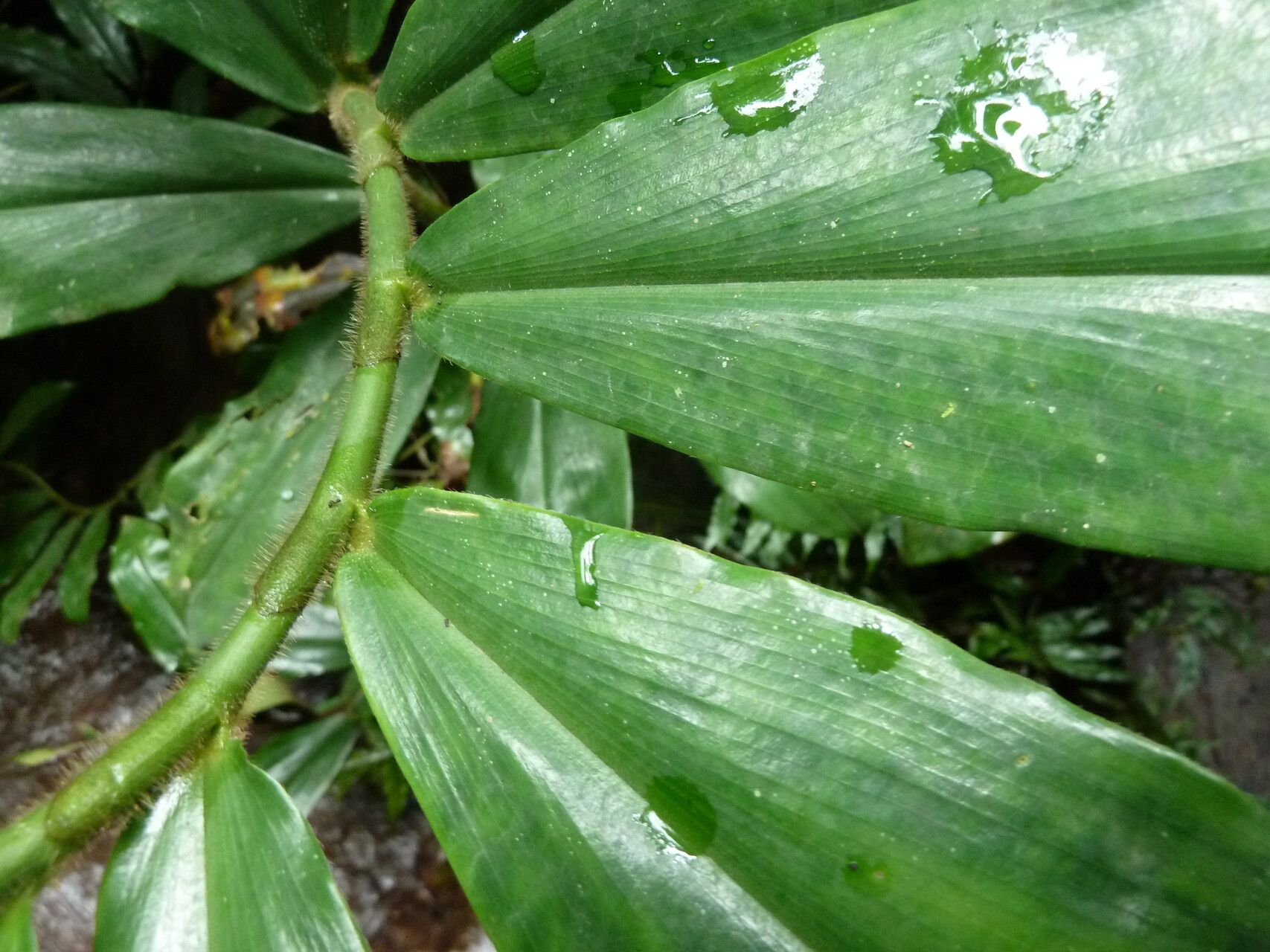 Costus nimba — houseplant care guide