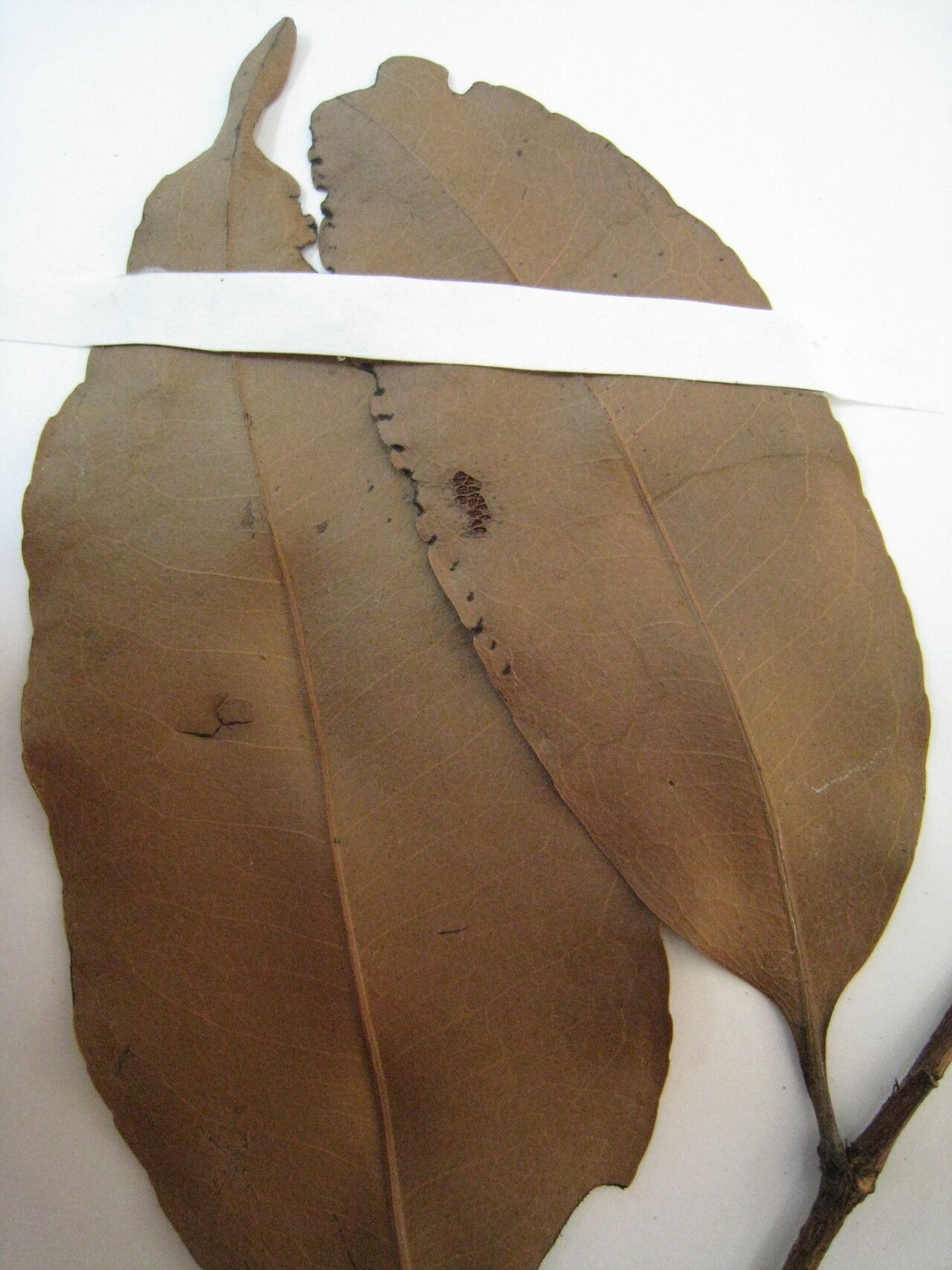 Sacoglottis guianensis other