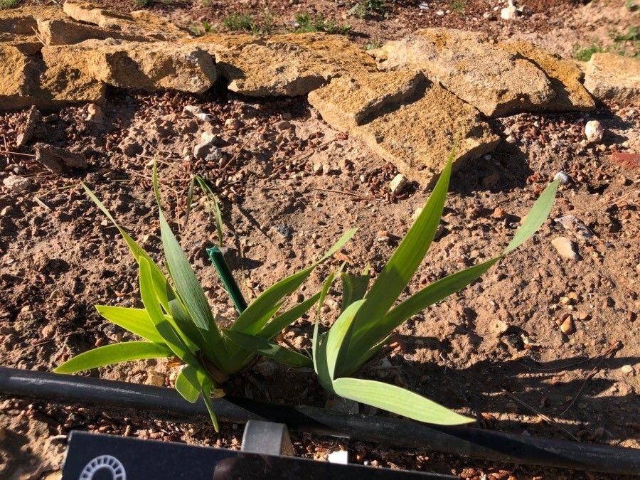 Iris bicapitata — houseplant care guide