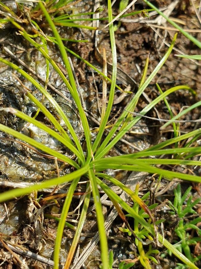 Isoetes histrix leaf