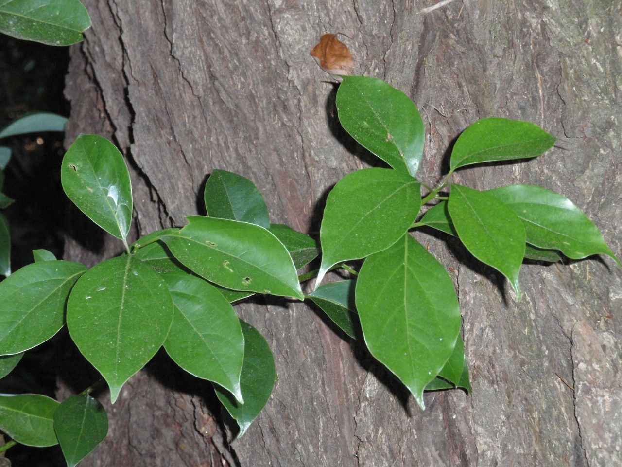 Cinnamomum glanduliferum leaf
