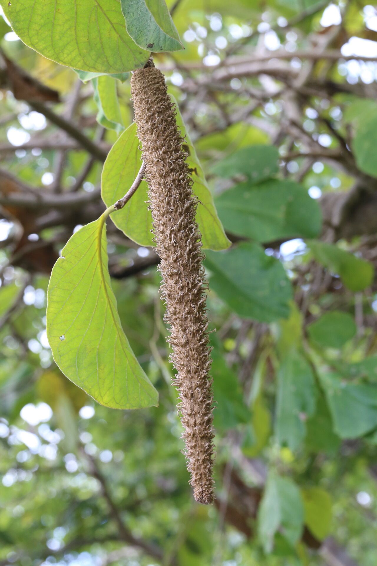 Strophanthus eminii flower