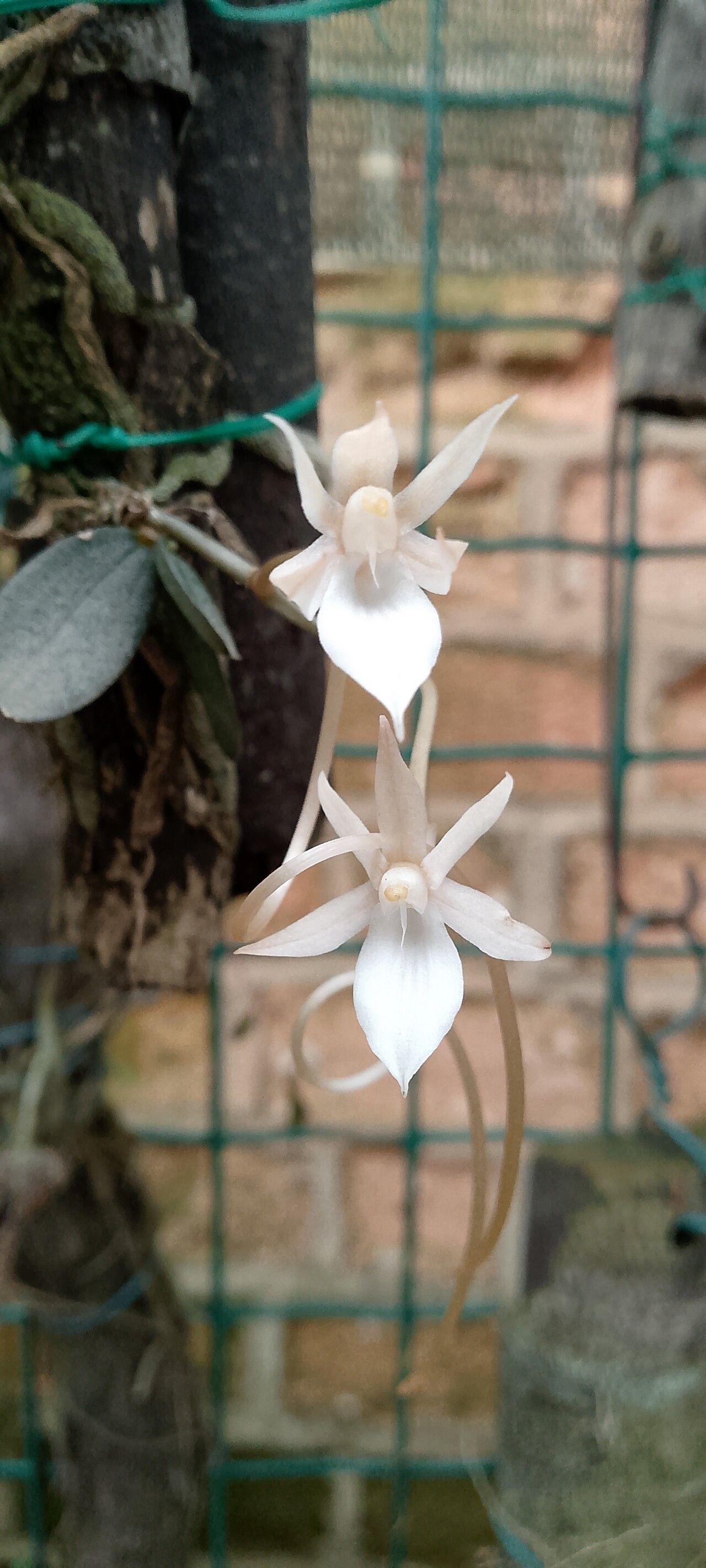 Aerangis punctata — search result for 'Aerangis'