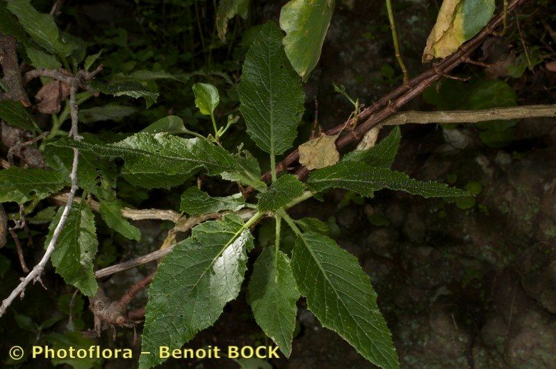 Crambe pritzelii other