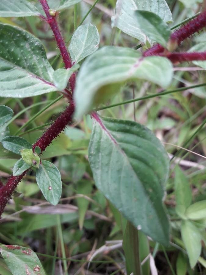 Cuphea elliptica bark