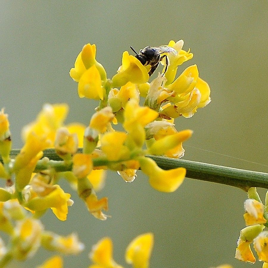 Retama sphaerocarpa flower